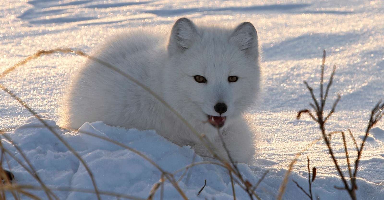 Arctic fox, Churchill, Manitoba.