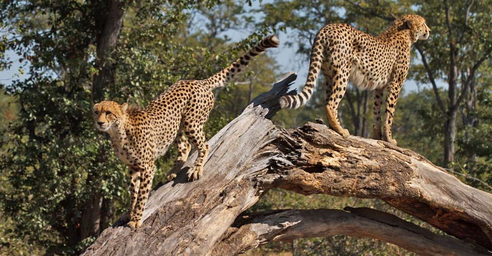 Cheetahs, South Africa. 