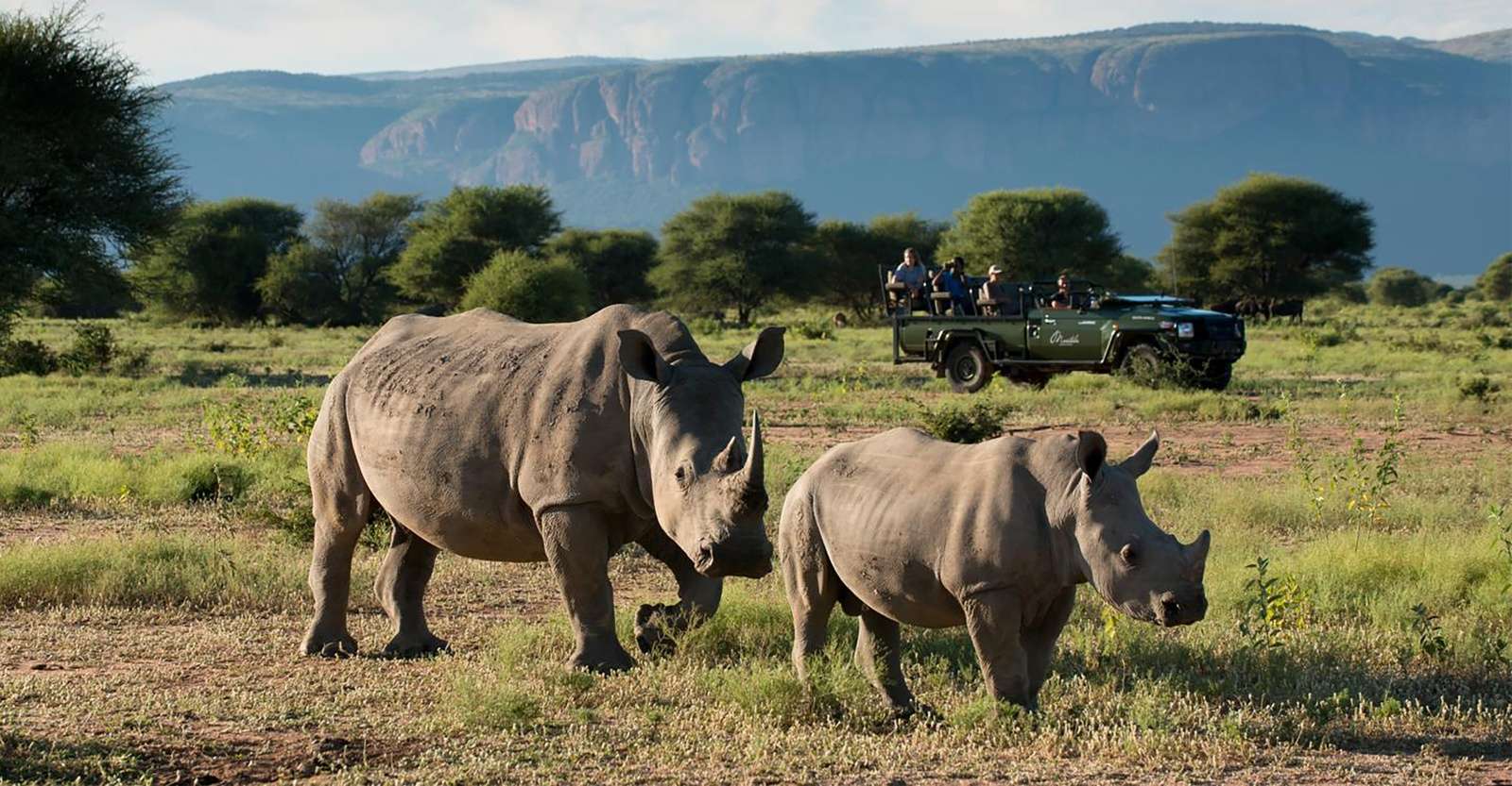 White rhinos, Marataba Private Reserve, South Africa.
