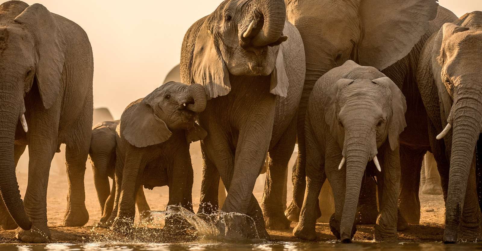 Elephant herd, South Africa. 