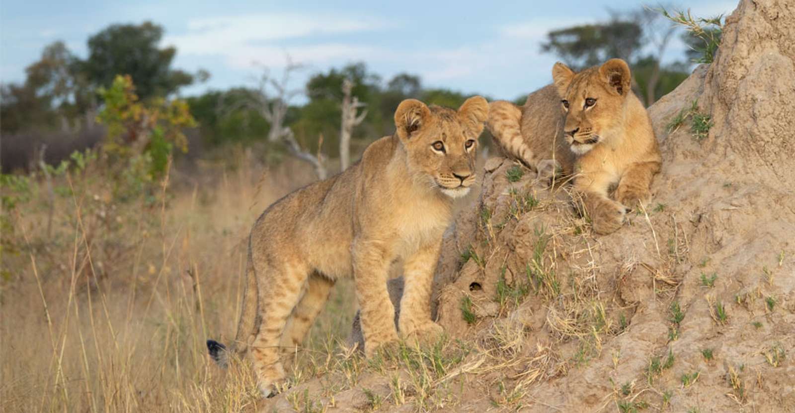 Lion cubs on termite mound, Hwange National Park, Zimbabwe.