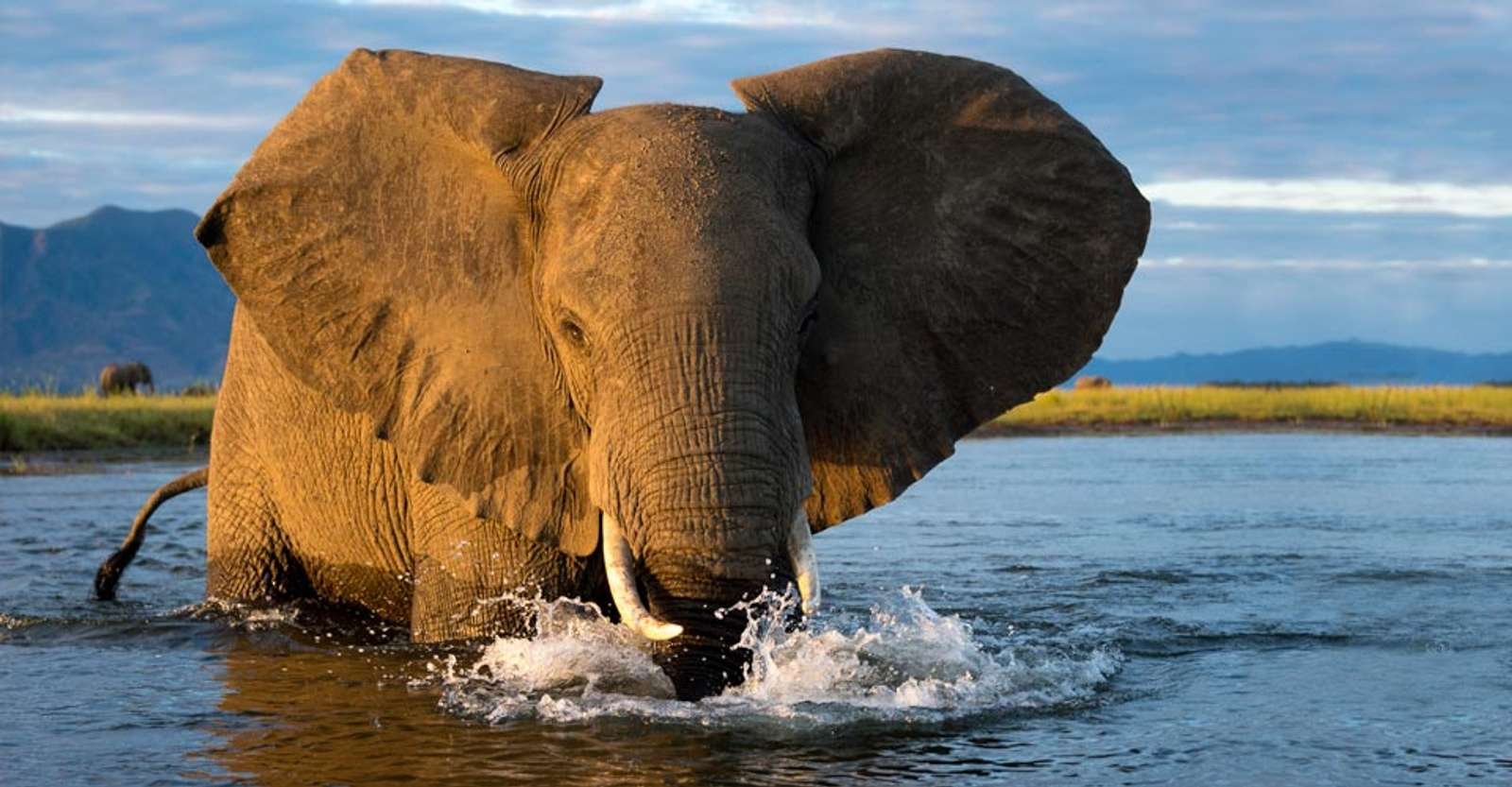 Elephant, Mana Pools National Park, Zimbabwe.