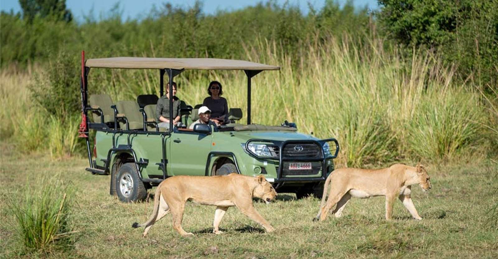 Nat Hab guests and lionesses, Mana Pools, Zimbabwe.