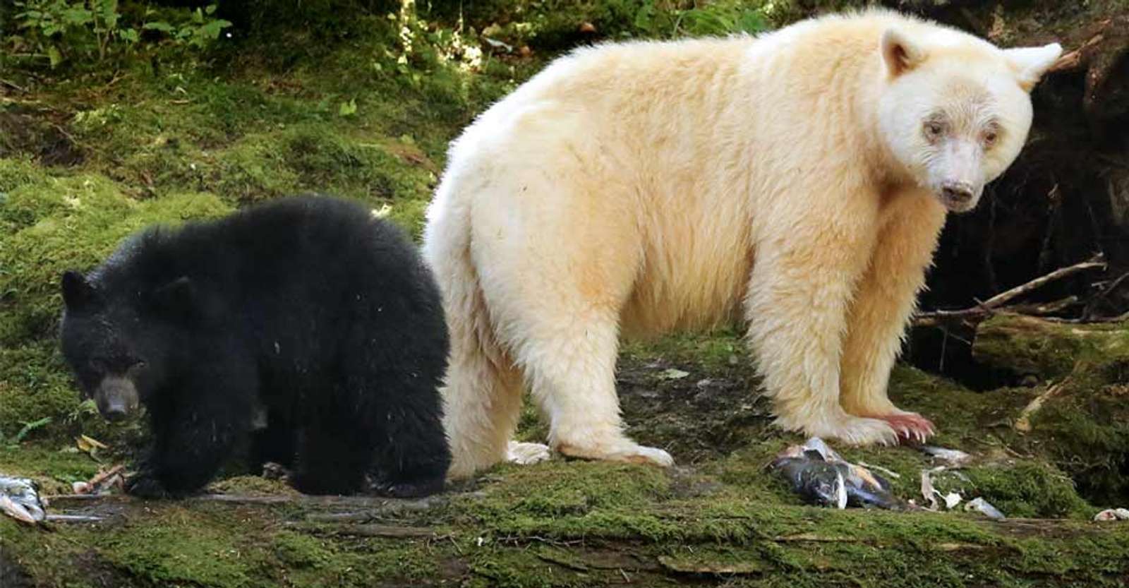 Spirit bear and black bear, Great Bear Rainforest, British Columbia.