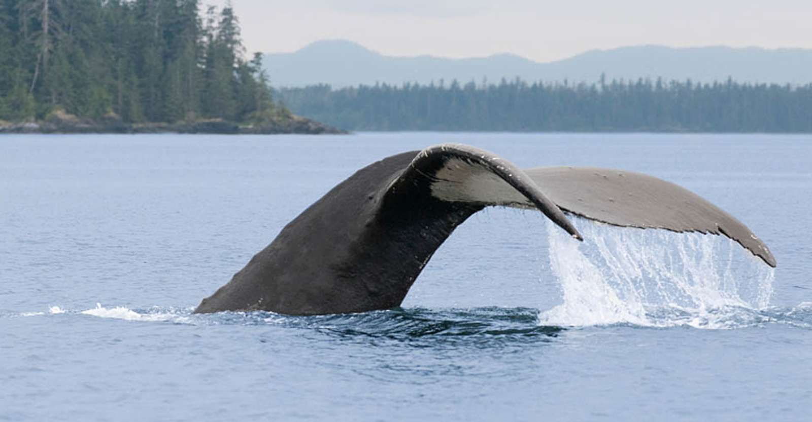 Humpback whale tail, Kitimat Arm, British Columbia. 