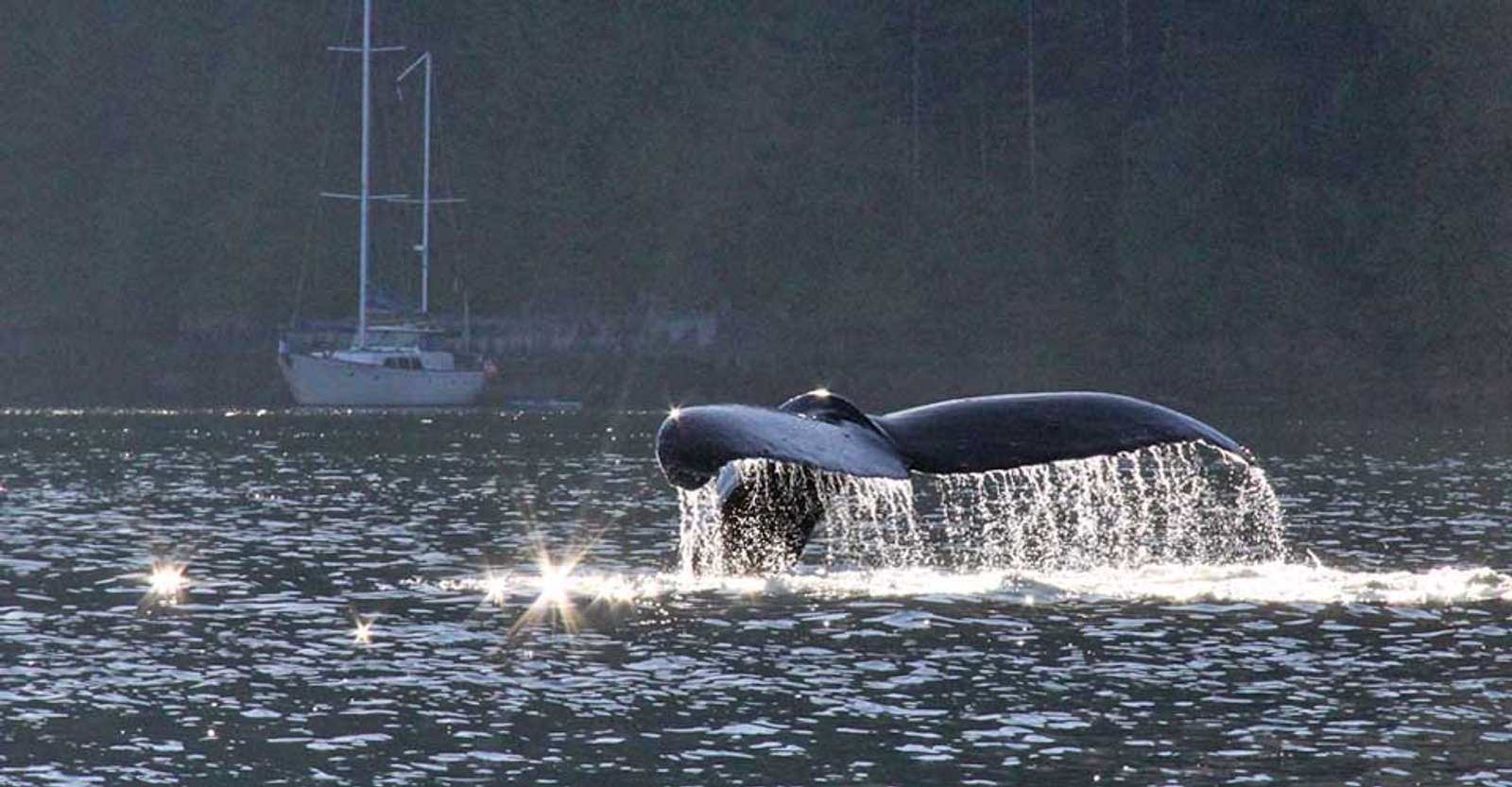 Humpback whale tail, Bishop Bay, British Columbia.