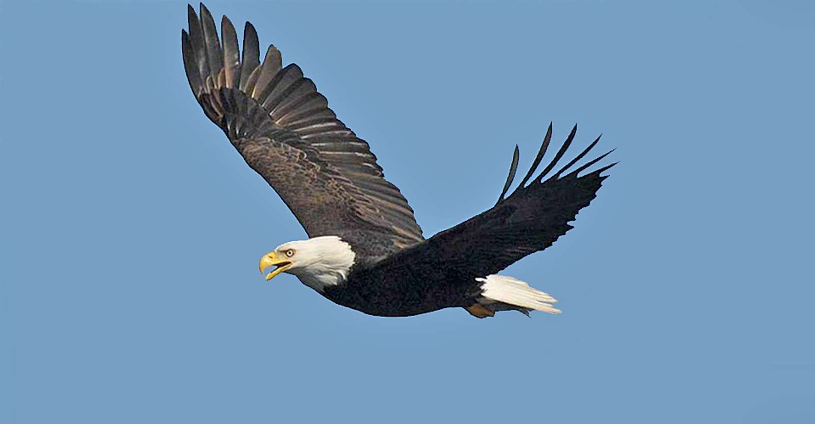 Bald eagle, Kitimat Arm, British Columbia. 