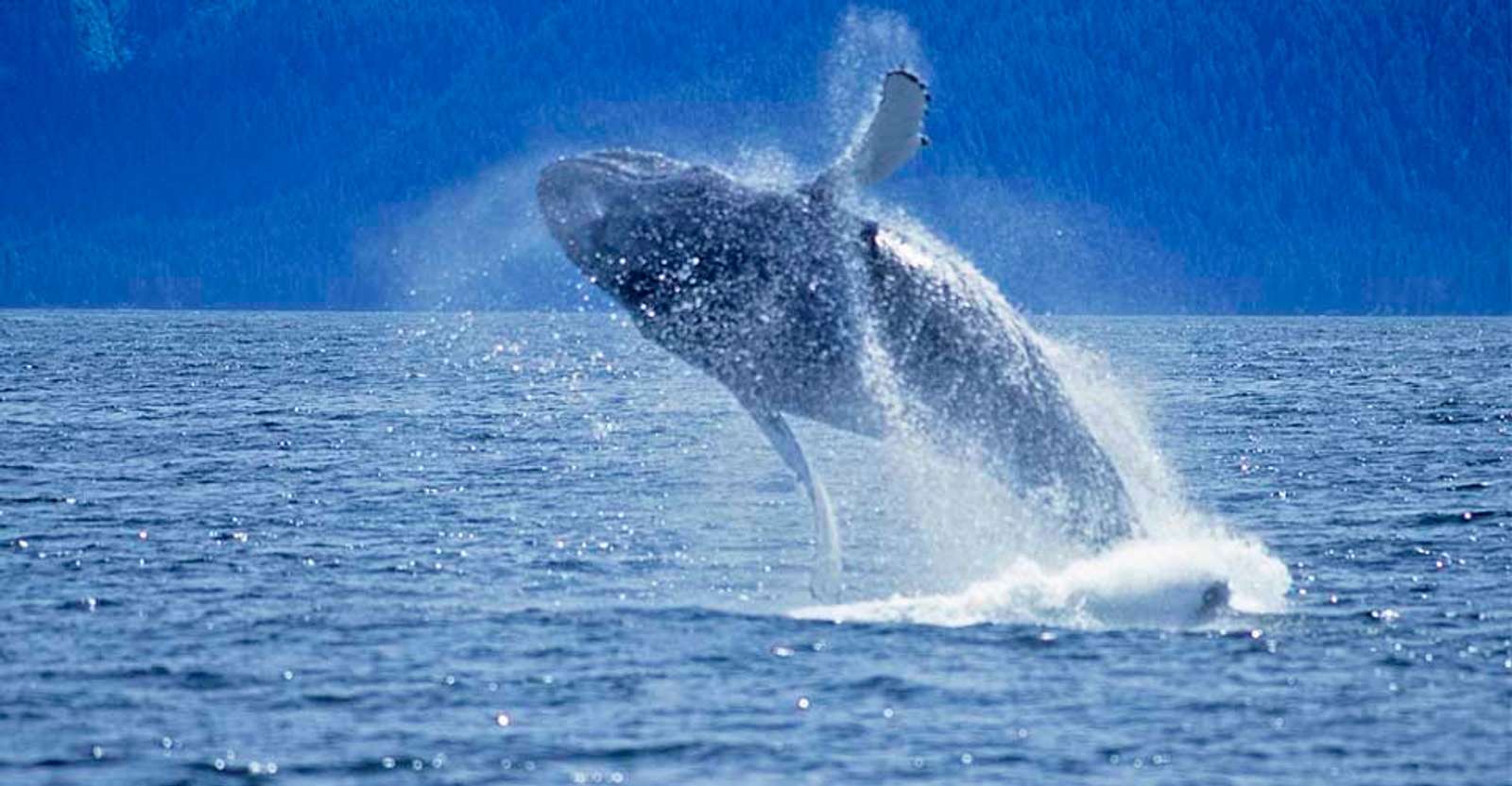 Humpback whale, Kitimat Arm, British Columbia. 