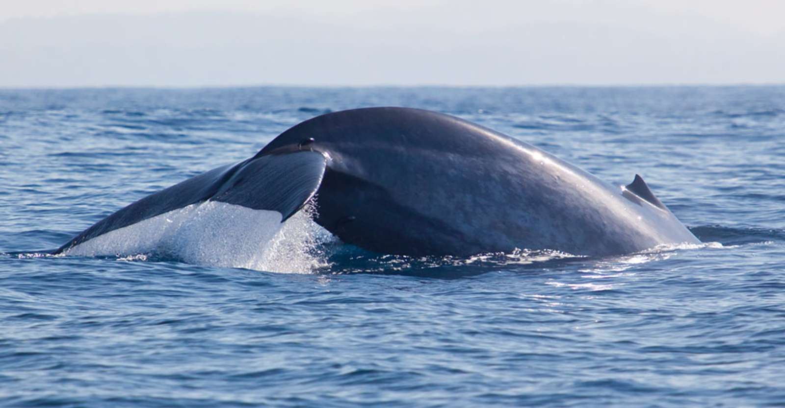 Blue whale, Mirissa Harbor, Sri Lanka.