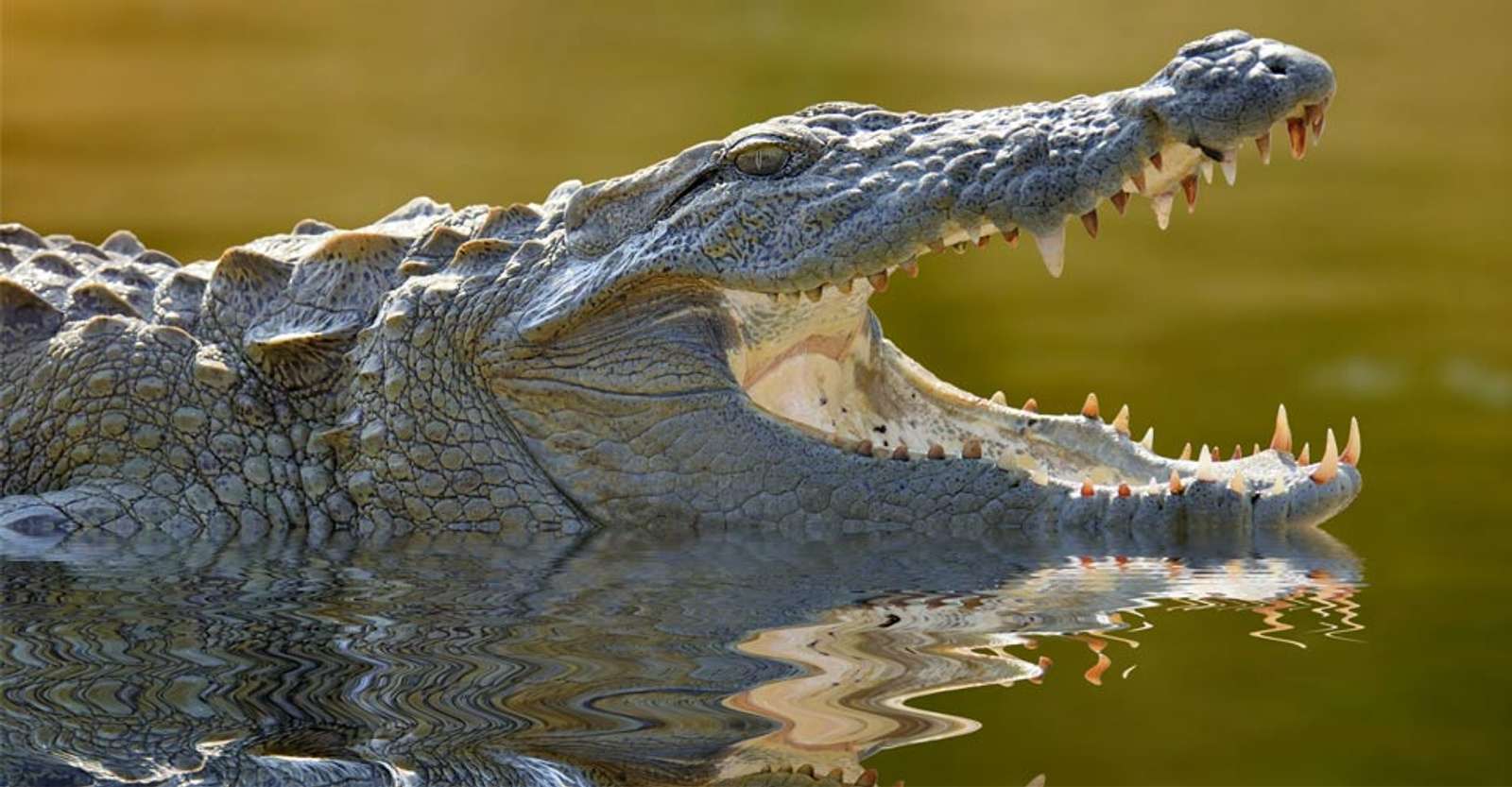 Mugger crocodile, Yala National Park, Sri Lanka.