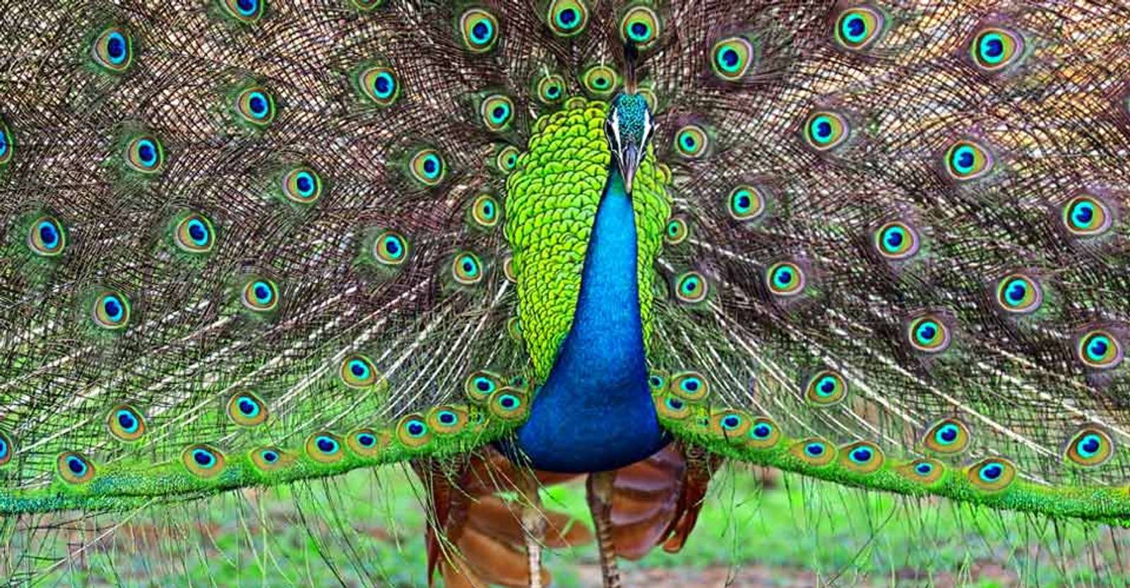 Peacock, Yala National Park, Sri Lanka.