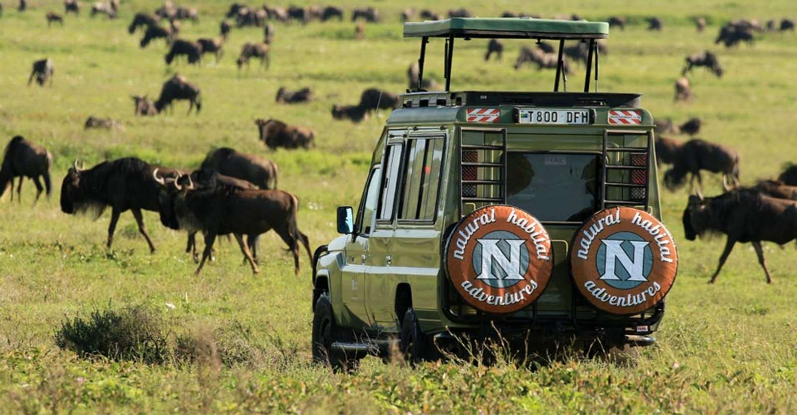 Wildebeests and Nat Hab guests in safari vehicle, Serengeti National Park, Tanzania.