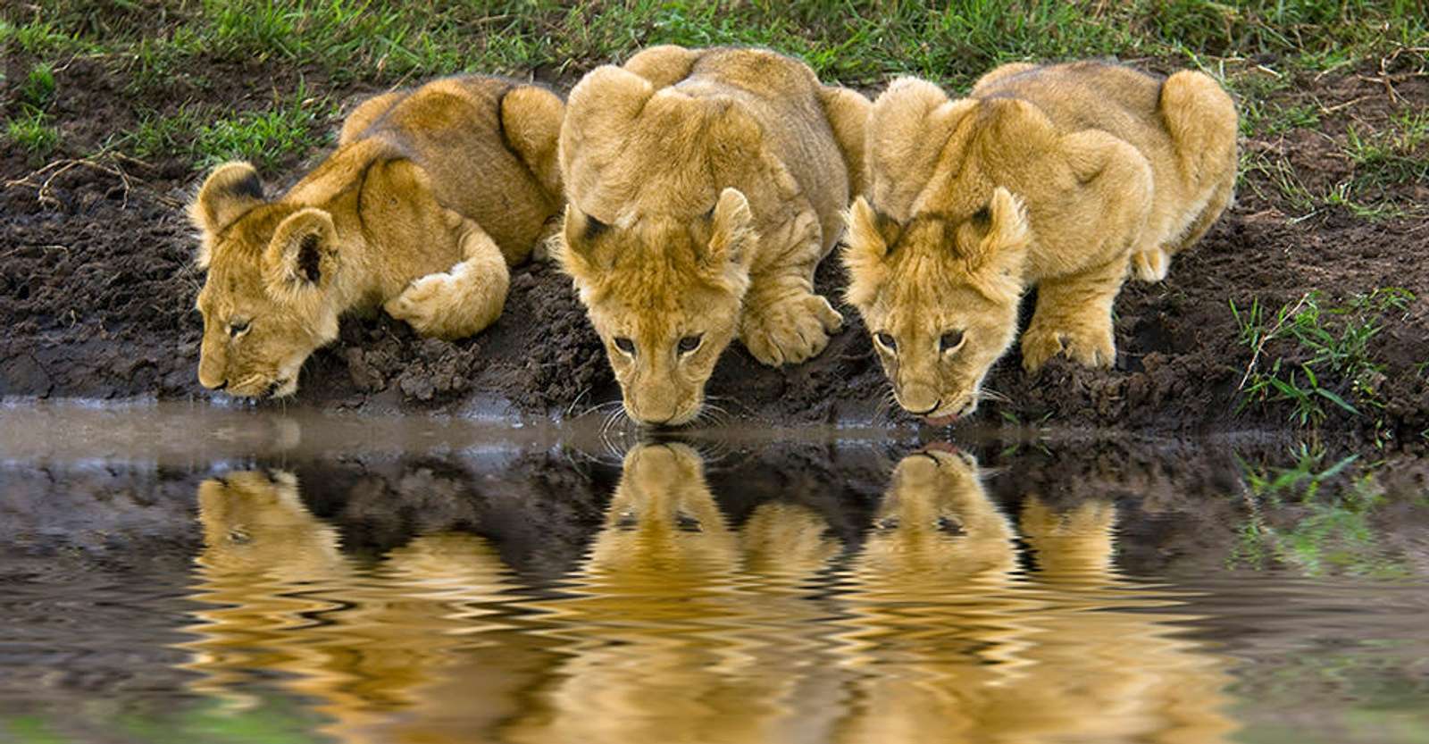 Lion cubs, Serengeti National Park, Tanzania.