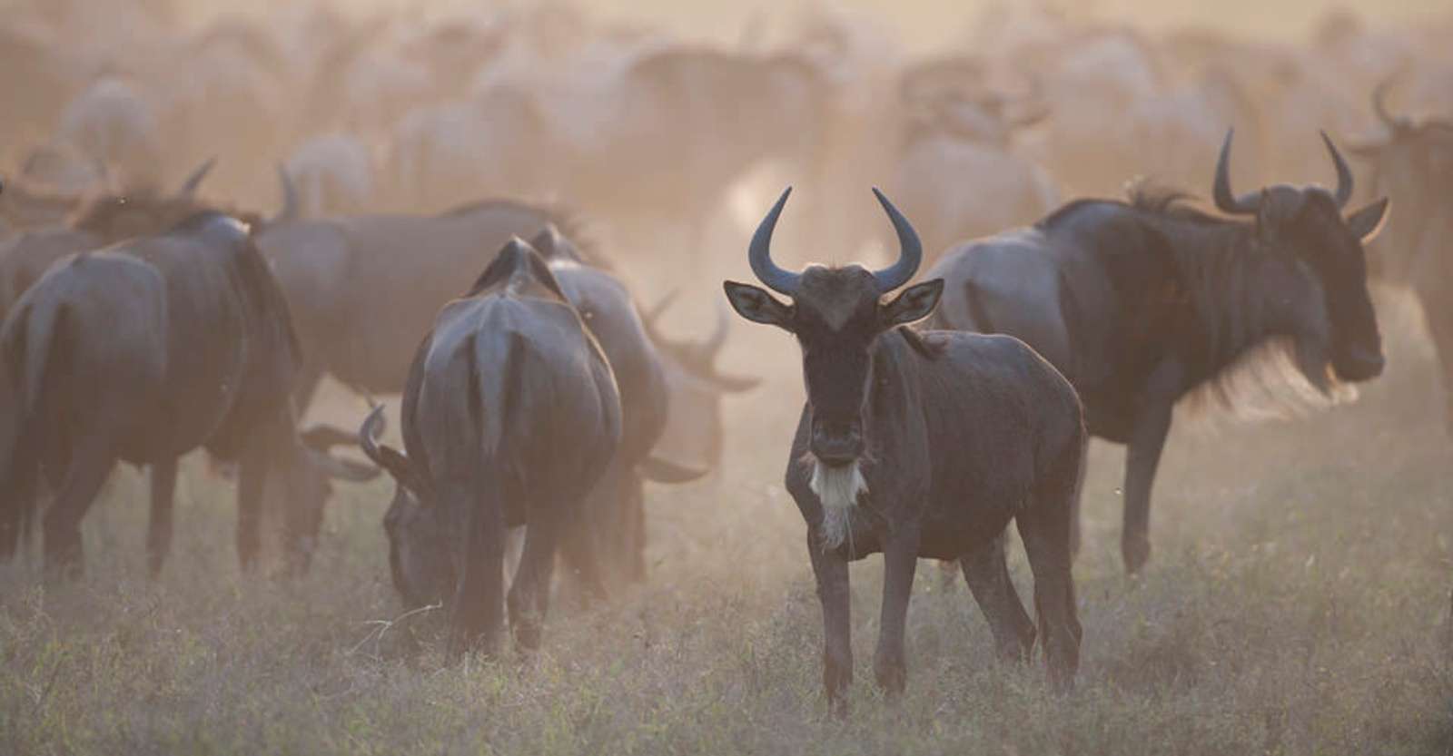 Wildebeests, Serengeti National Park, Tanzania.