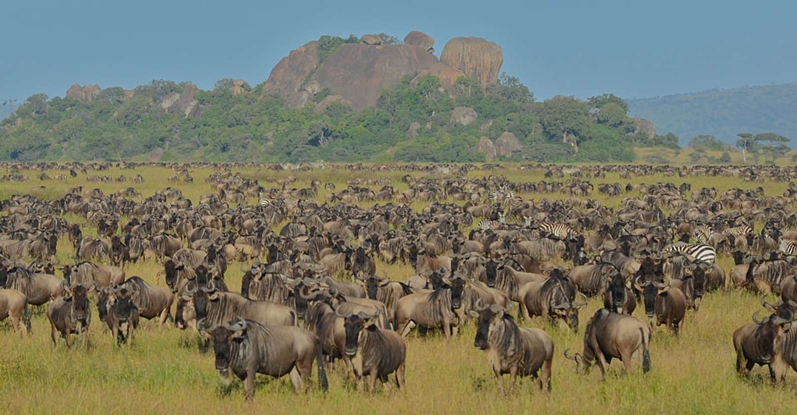 Wldebeests, Serengeti National Park, Tanzania.