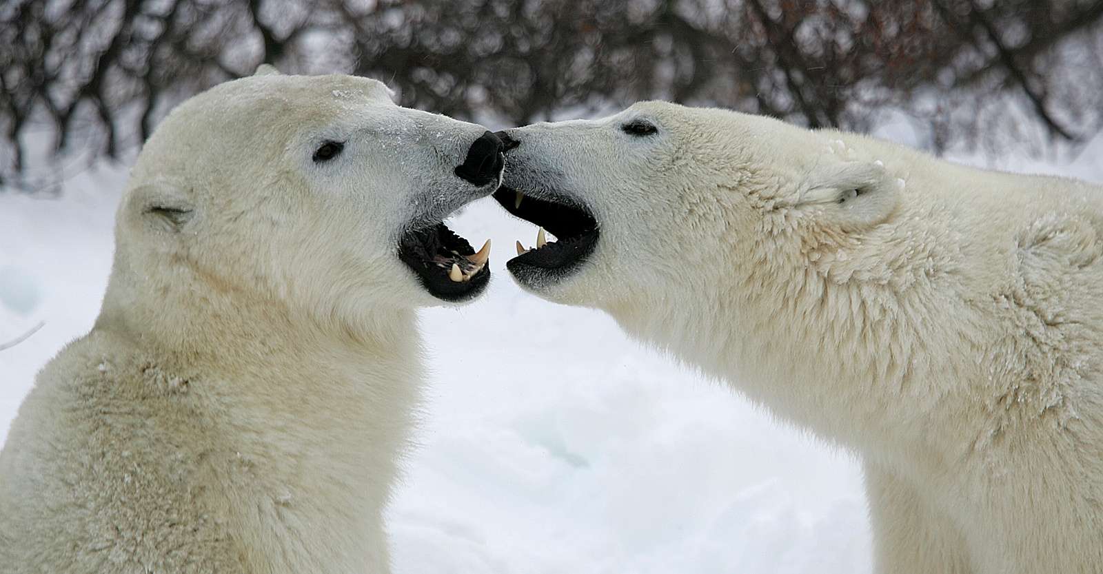 Polar bears sparring, Churchill, Manitoba.