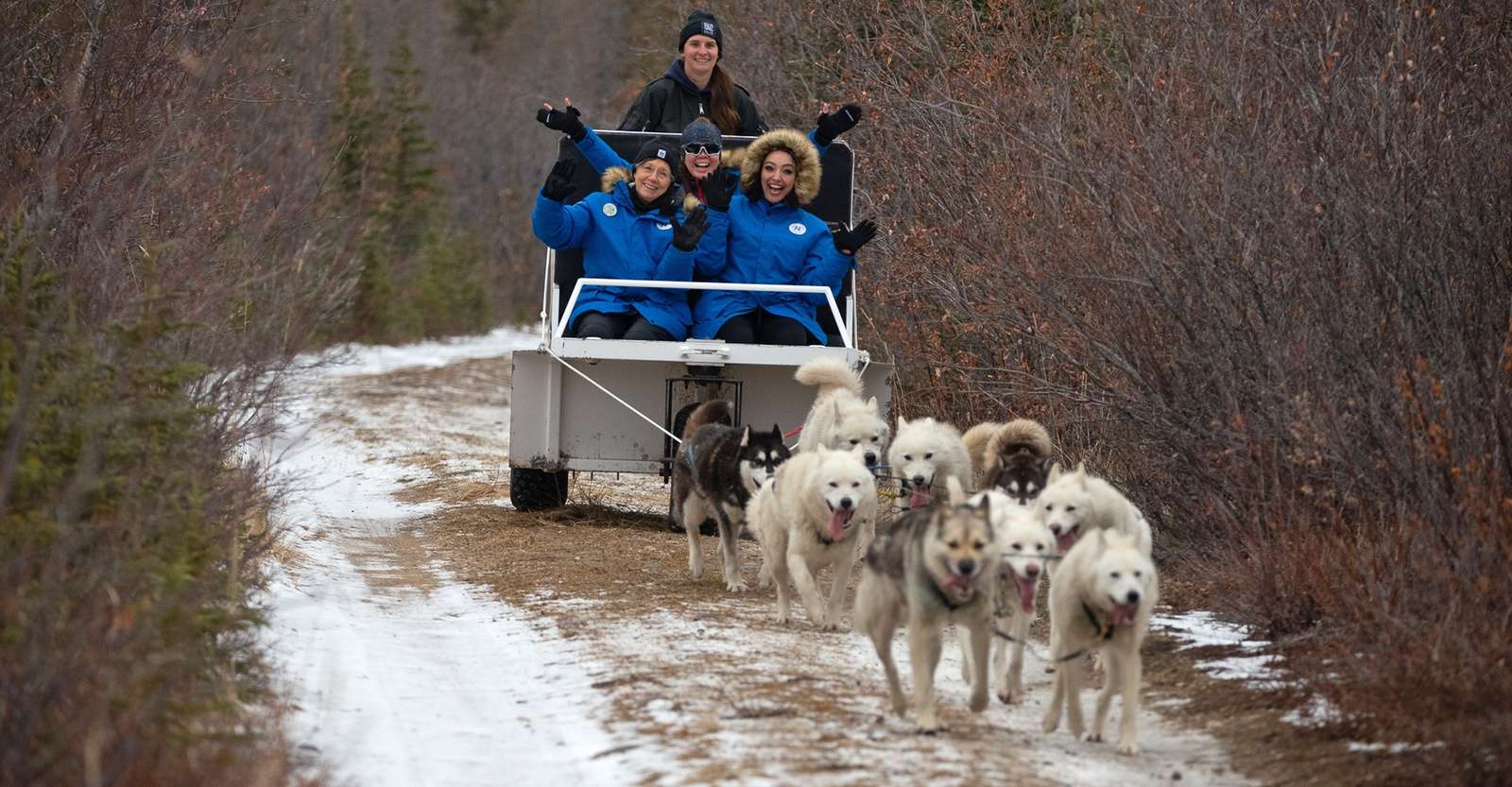 Nat Hab guests dog sledding, Churchill, Manitoba.