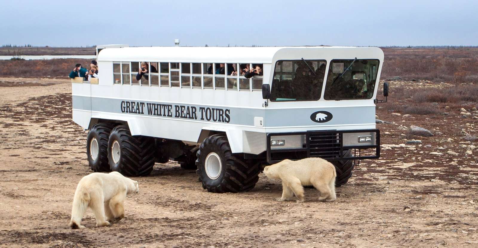 Polar bears walk by the Polar Rover, Churchill, Manitoba.