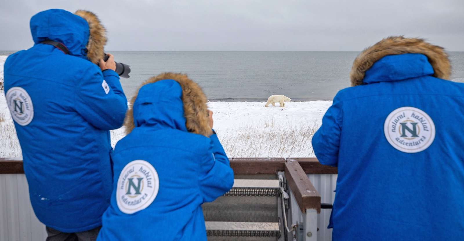 Nat Hab guests photographing polar bear, Churchill, Manitoba.