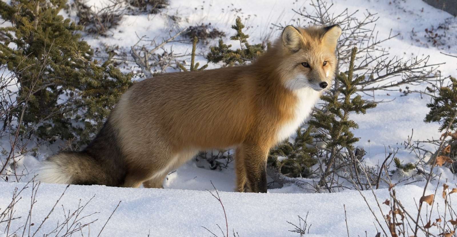 Red fox, Churchill, Manitoba.