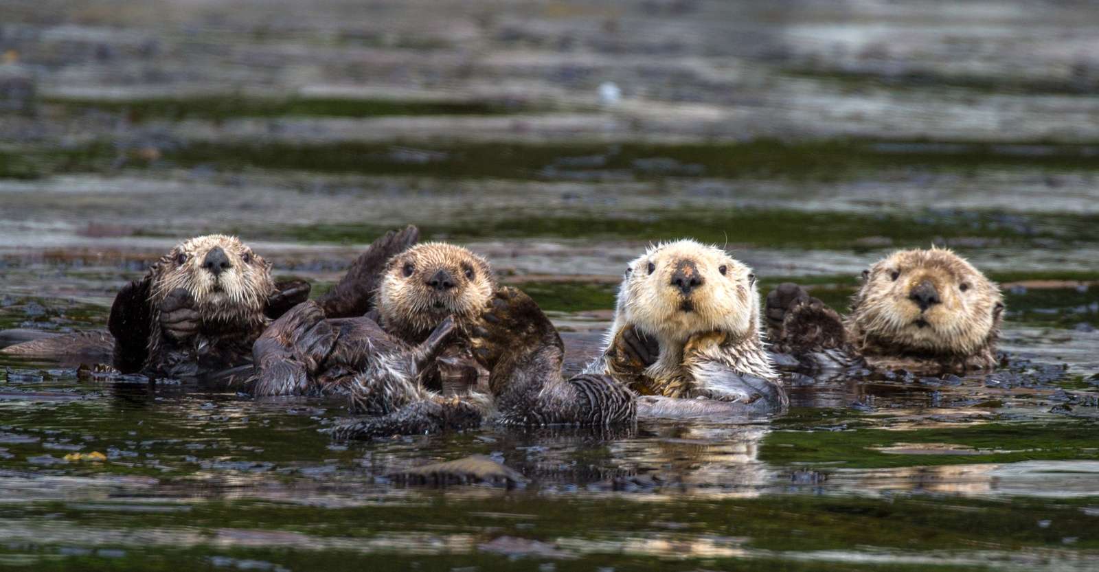 Sea otters, Kenai Fjords National Park, Alaska.