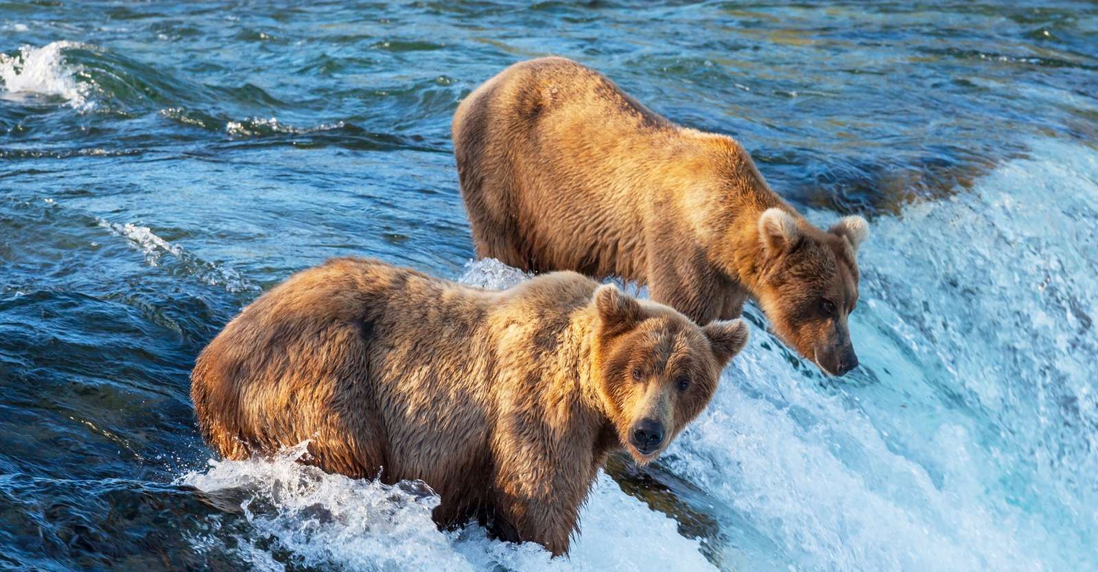 Brown bears at Brooks Falls, Katmai National Park & Preserve, Alaska.