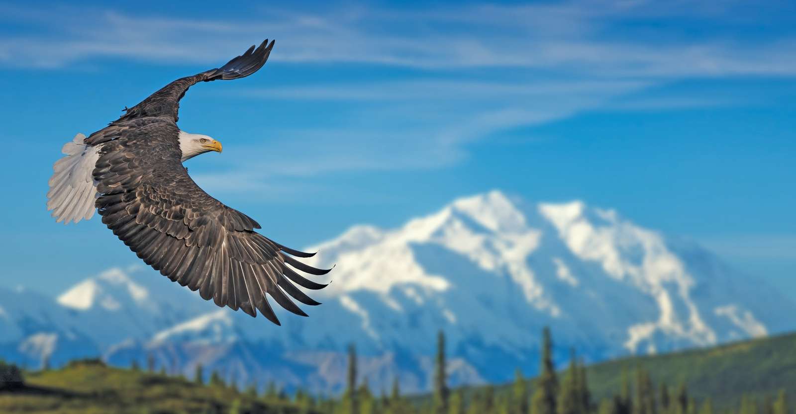 American bald eagle, Denali National Park & Preserve, Alaska.