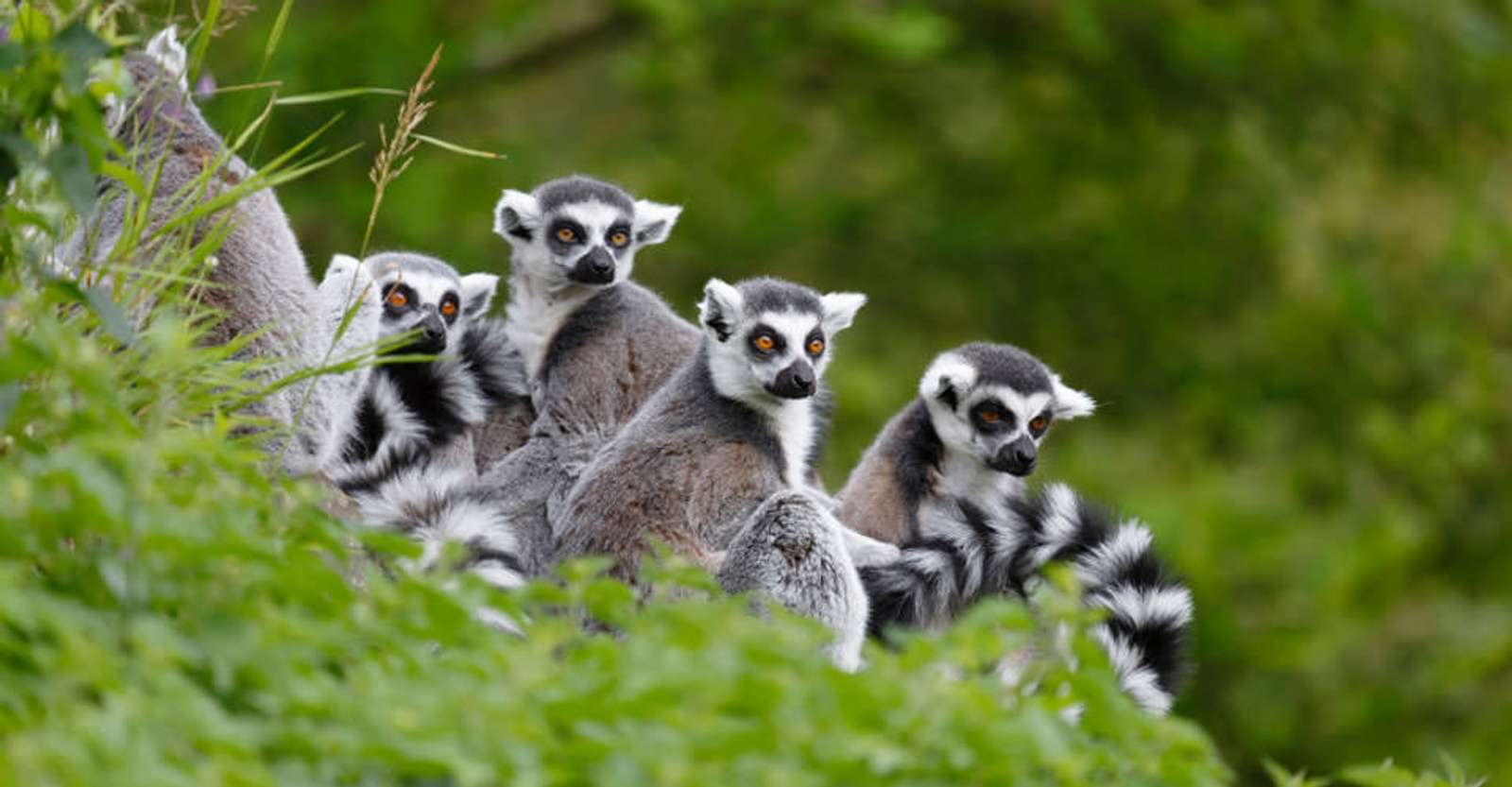 Ring-tailed lemurs, Anja Community Reserve, Madagascar.