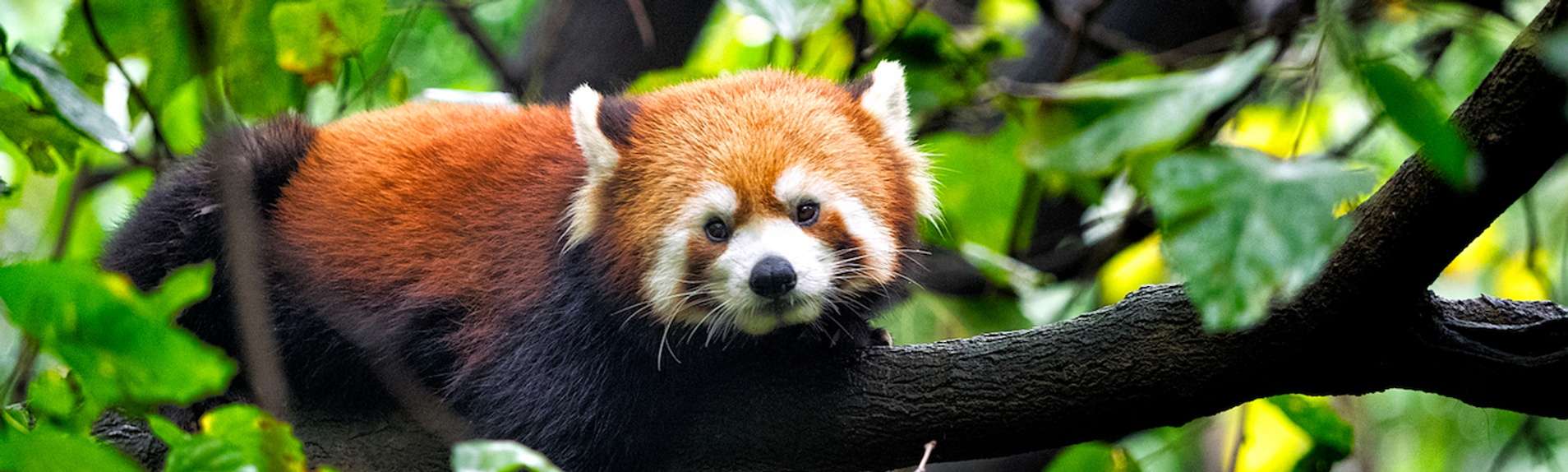 Can You Own A Red Panda In Texas Red Panda Facts China Wildlife Guide