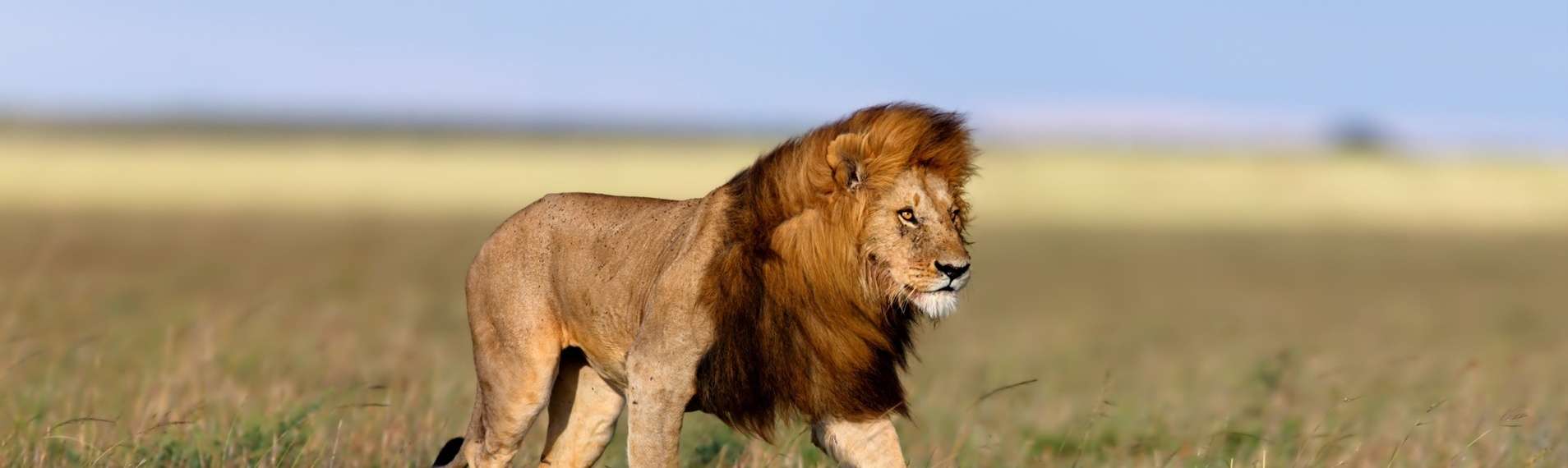 Optimal Bror Fugtig Lion Facts | Southern Africa Wildlife Guide