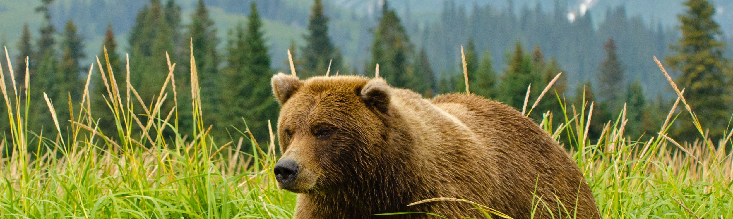 The Good, the Bad, and the Grizzly, What to Do if You Encounter a Bear, Nature