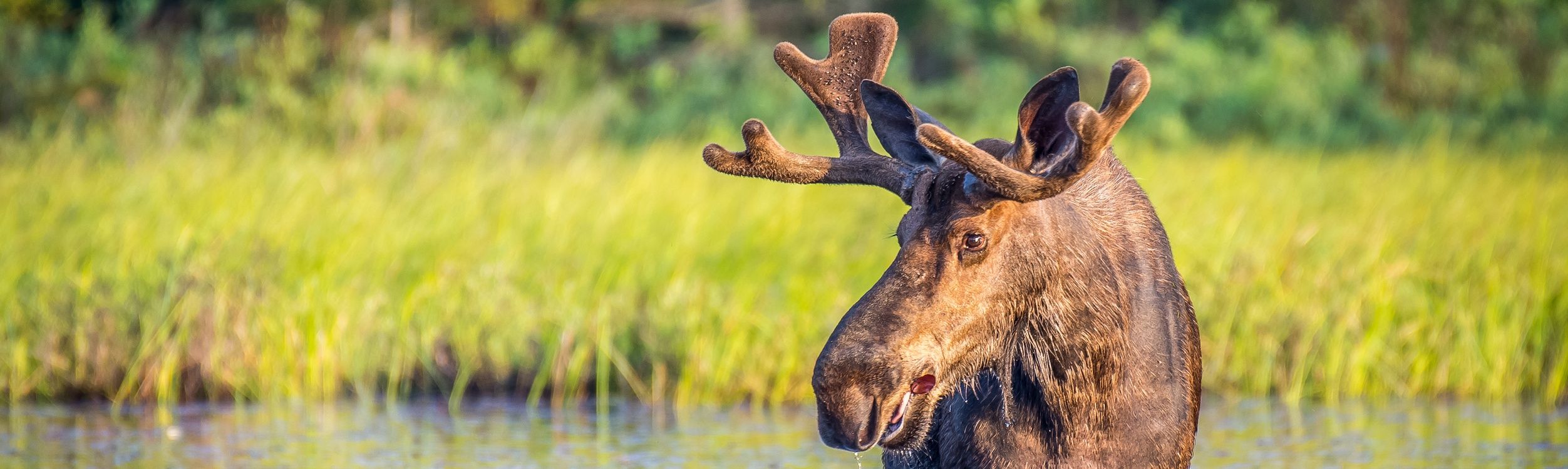What Habitat Do Moose Live in? Explore Their Thrilling Natural Abode