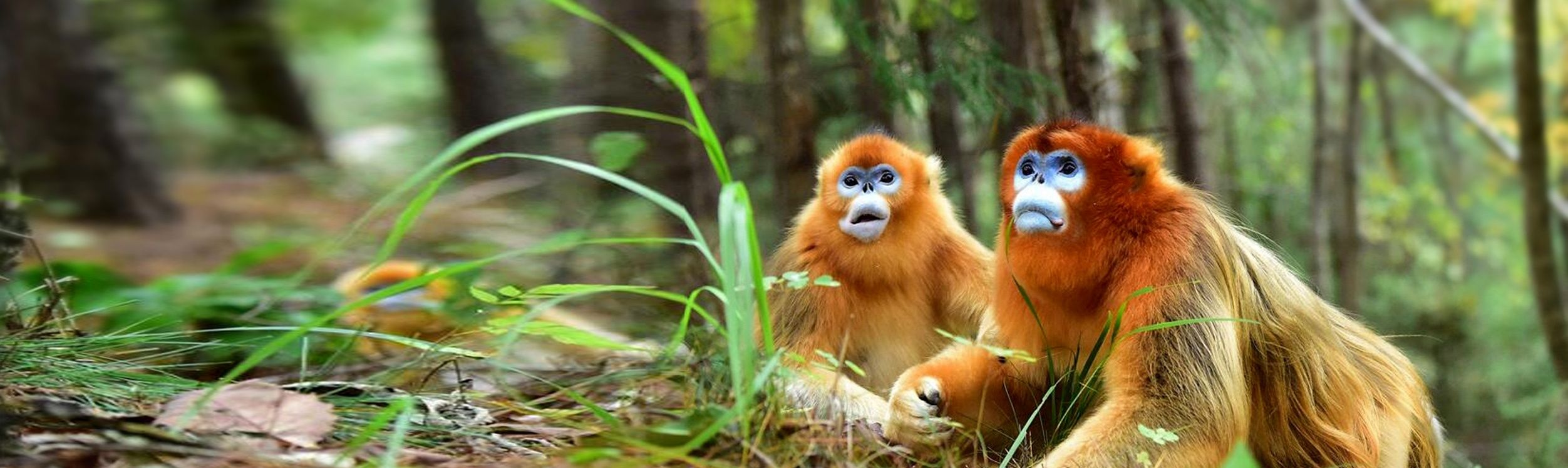 Sneezin' in the rain: New monkey discovered