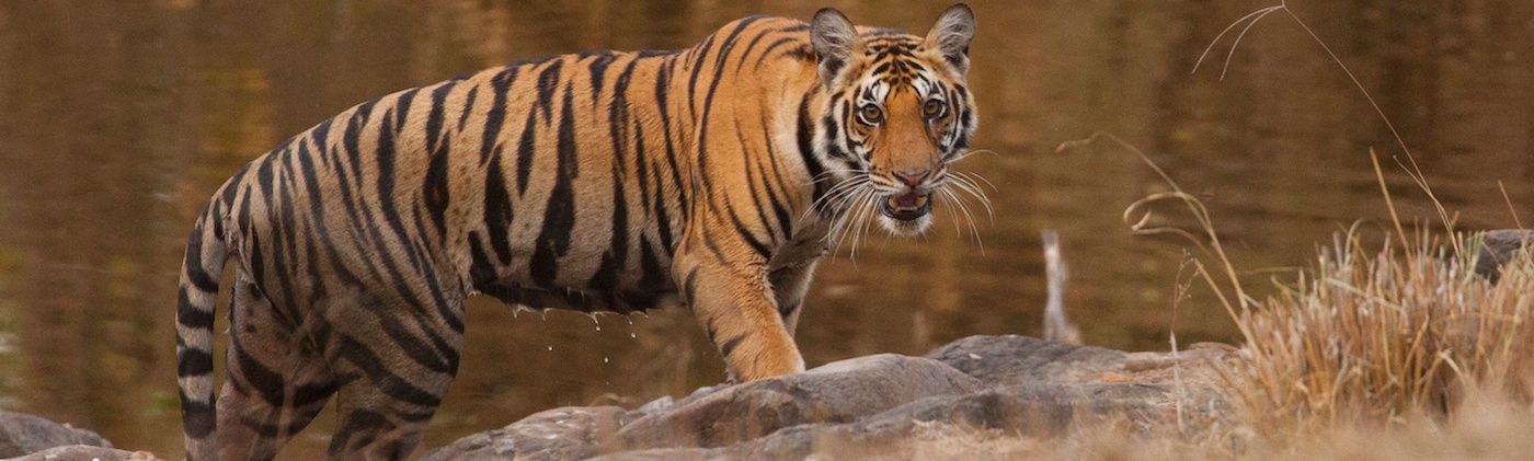 Understanding Tiger Stripes - Significance and Meanings - Tiger Safari in  India