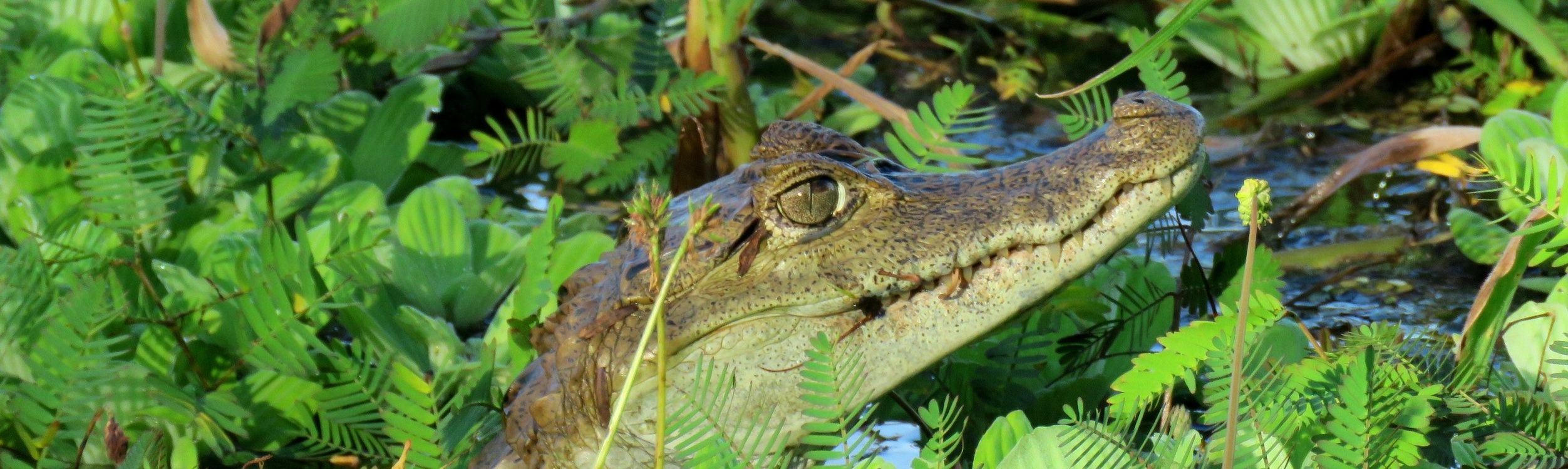 Chinese city hunts for dozens of crocodiles, Taiwan News