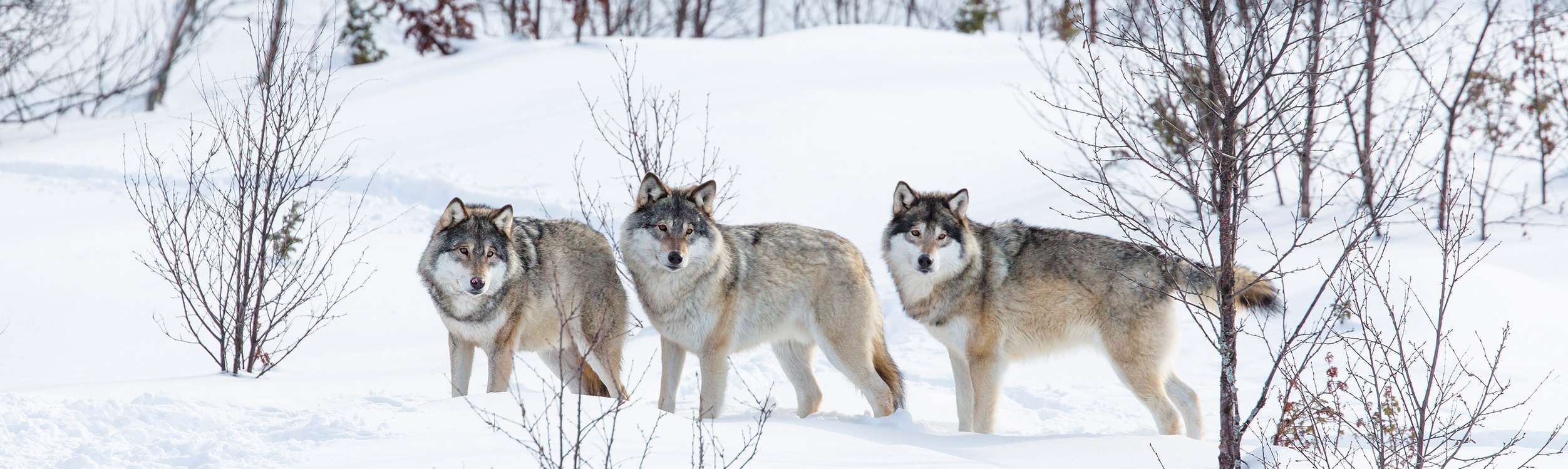 Gray Wolf Facts Yellowstone Wildlife Guide