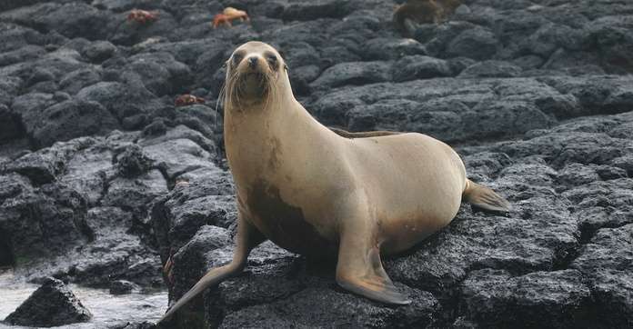 Galapagos Islands Travel Stories News