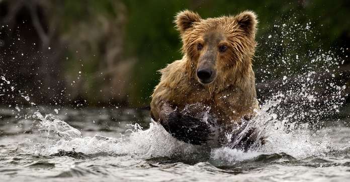 Brown Bear Facts Alaska Wildlife Guide