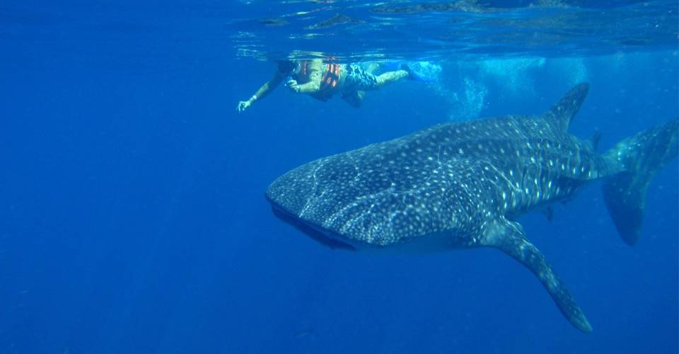 Swimming With Whale Sharks Mexico Ecotourism